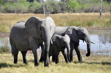 The Intelligence of Elephants