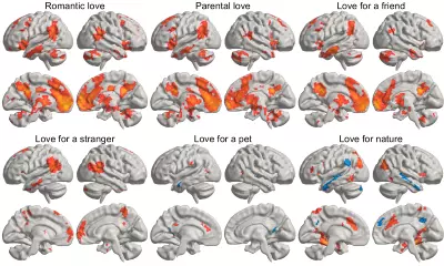 El cerebro en el amor